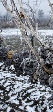 icewinegrape