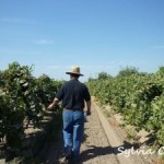 加州葡萄酒之旅（III）——在Ficklin Vineyard当小工的日子