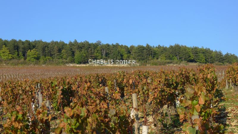 chablis field 1