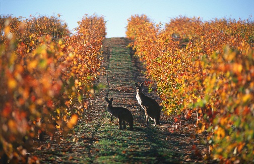 kangaroo vine