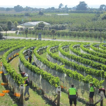 The 2013 harvest underway at Esk Valley 