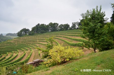 vineyard jardins de babylone