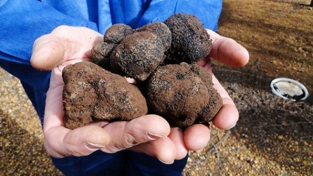 333756-truffle-120623