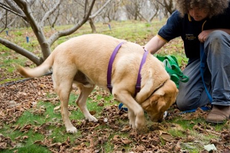 Truffle orchard; visit BlakerÕs truffle farm, Manjimup. Dog (Latte), sniffing for truffles in orchard with Ben Blaker.