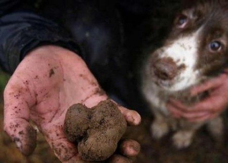 truffles-and-dog
