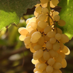 你分的清Muscat、Muscadelle和Muscadet吗