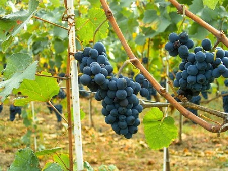 800px-Pinot_Noir_Moldova