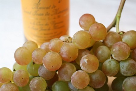 Muscat-Grapes