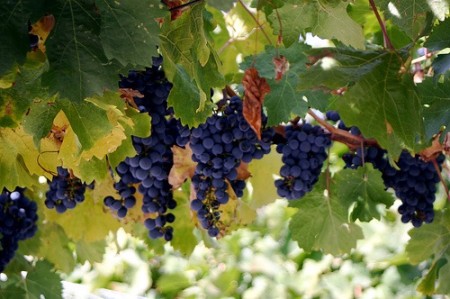 merlot-in-southern-Oliver-Canada