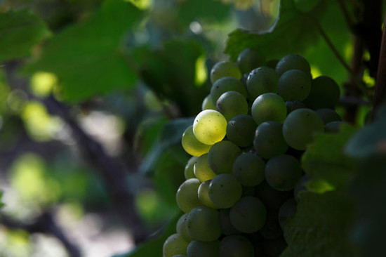 134740_champagne-grapes-chardonnay-credit-decanter