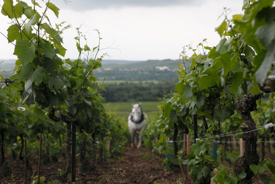 134741_champagne-louis-roederer-horses-vines-cellar-credit-eric-pgrabham