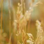 北京葡萄酒之夏有感