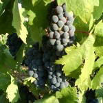 Zinfandel vs. Primitivo-关于仙芬黛与普里米蒂沃