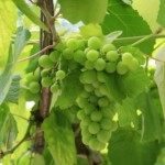白葡萄品种Albarino在加州拥有“光明的未来” 　