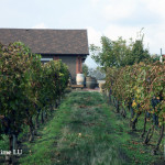 摩尔多瓦-揭开面纱中的葡萄酒大国