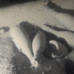 有关于沉船上的香槟和它们在海底深藏了170年的秘密