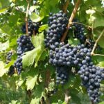 中国标杆精品葡萄酒酒庄，怡园酒庄易主